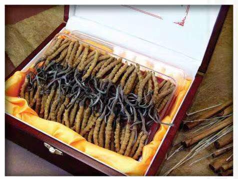 东湖冬虫夏草回收